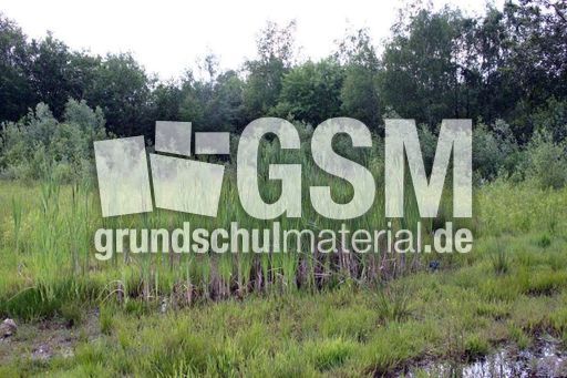Sumpfiges-Gelaende-1.jpg